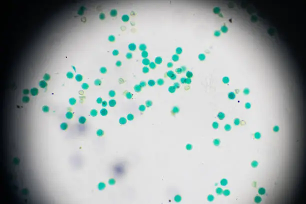 Pollen of Brassica campestris var.oleifera W.M under light microscopy