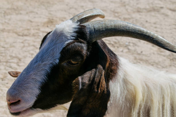 istock Portrait of a Goat 1065743604