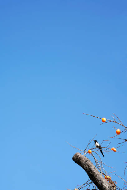 Persimmon and magpie Magpie sitting down to eat a feeling vdcm100-1 jeju city stock pictures, royalty-free photos & images