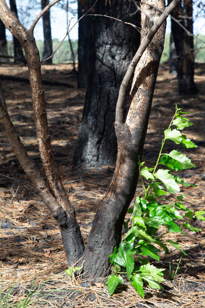istock Burnt Silverbirch regrowing from roots, Maasduinen National Park 1065747012