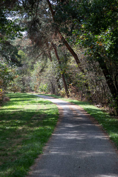 istock Asphalt cycling path through forest, Maasduinen National Park 1065747146