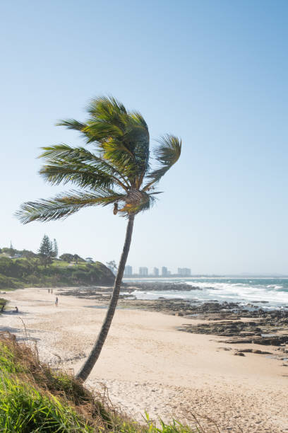 palmier sur la plage - byron bay tree summer sand photos et images de collection