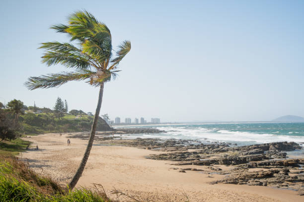 palmier sur la plage - byron bay tree summer sand photos et images de collection