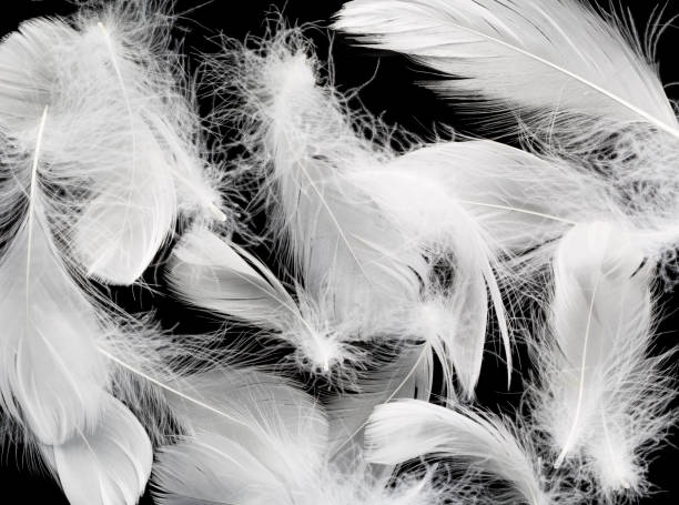 istock Closeup of white feather on black background 1065751694