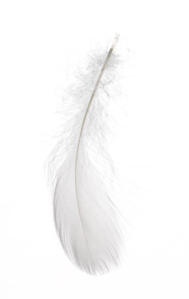 istock Detail of a white feather 1065753710