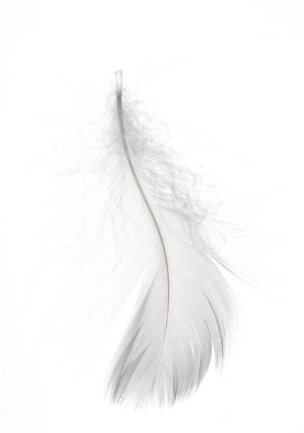istock Detail of a white feather 1065753712