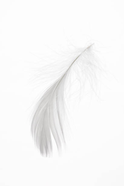 istock Detail of a white feather 1065754882