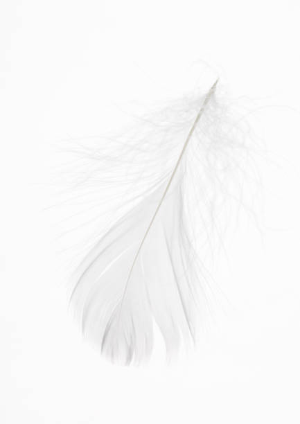istock Detail of a white feather 1065754894