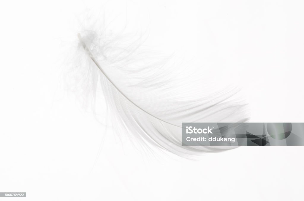 Dettaglio di una piuma bianca - Foto stock royalty-free di Piuma