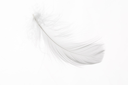 Detail of a white feather