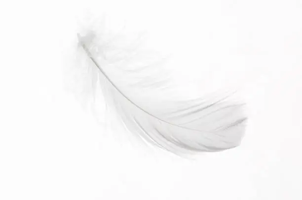 Photo of Detail of a white feather