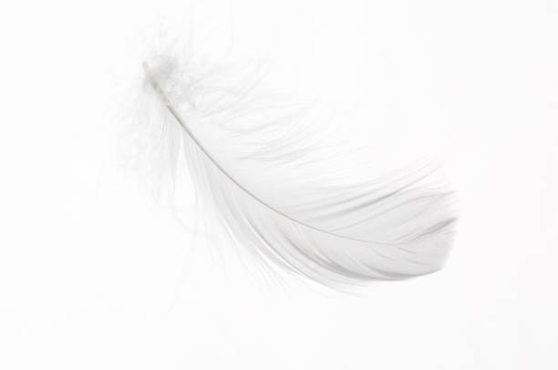 detail of a white feather - feather imagens e fotografias de stock