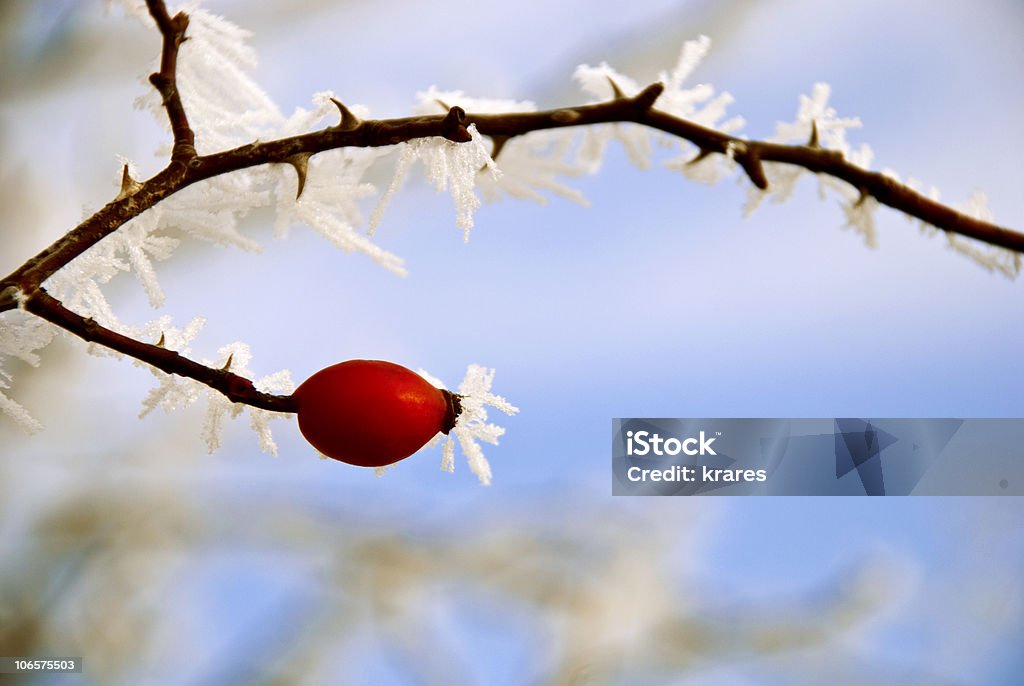 Frost bedeckt Rose Hip Branch - Lizenzfrei Ast - Pflanzenbestandteil Stock-Foto