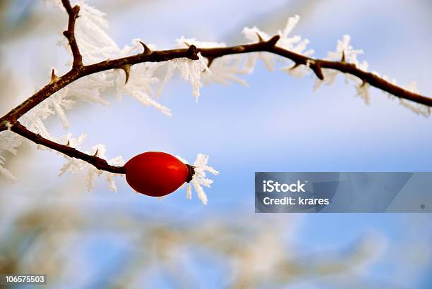 Frost Bedeckt Rose Hip Branch Stockfoto und mehr Bilder von Ast - Pflanzenbestandteil - Ast - Pflanzenbestandteil, Beere - Obst, Beere - Pflanzenbestandteile