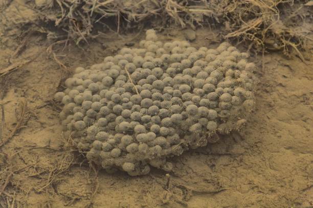 istock Frog eggs in the shallow water pond. 1065759284