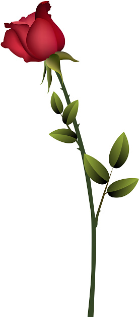 Single Stemmed Rose Stock Illustration - Download Image Now - Rose - Flower, Red, Flower - iStock Single Stemmed Rose Stock Illustration - Download Image Now - Rose - Flower, Red, Flower - iStock