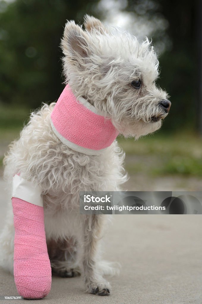 Petit chien blanc dans un Plâtre - Photo de Accident bénin libre de droits