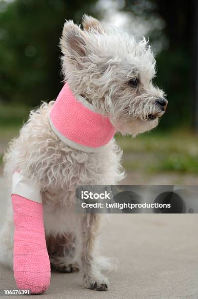 Photo libre de droit de Petit Chien Blanc Dans Un Plâtre banque d'images et plus d'images libres de droit de Accident bénin - Accident bénin, Amour, Animaux de compagnie