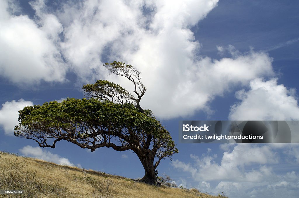 Viento árbol de soplado - Foto de stock de Durabilidad libre de derechos