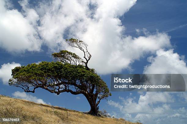 Wind Blown Tree Stock Photo - Download Image Now - Durability, Tree, Wind