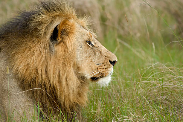 istock Large male lion looks on 106576422