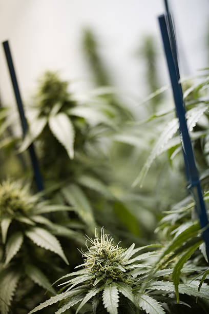 Plantas de marihuana - foto de stock