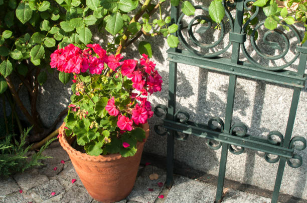 istock Ceramic pot of red geranium flower 1065767662