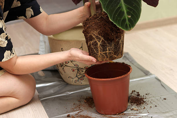 istock Housewife transplants plant 106577047