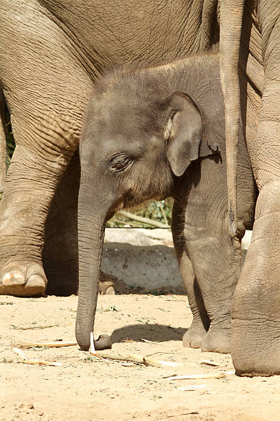 istock Baby elephant standing in the herd 106577133