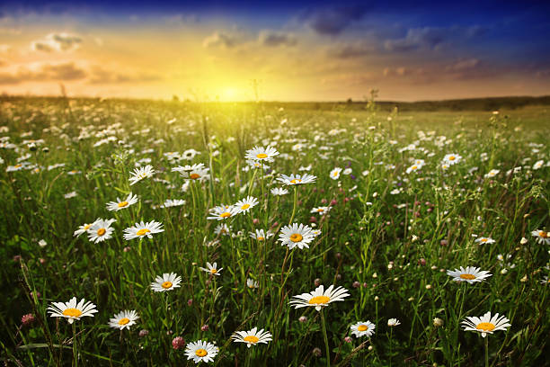 istock White daisies and beautiful sunset. 106577160