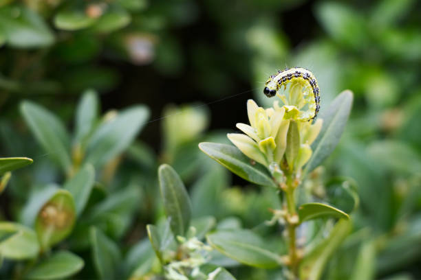 Caterpillar as a pest eating buxus leaves