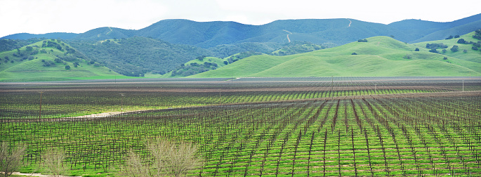 View of a Chilean vineyard in the Colchagua Valley, O'Higgins region, one of the most prestigious wine-growing areas in the South American country.