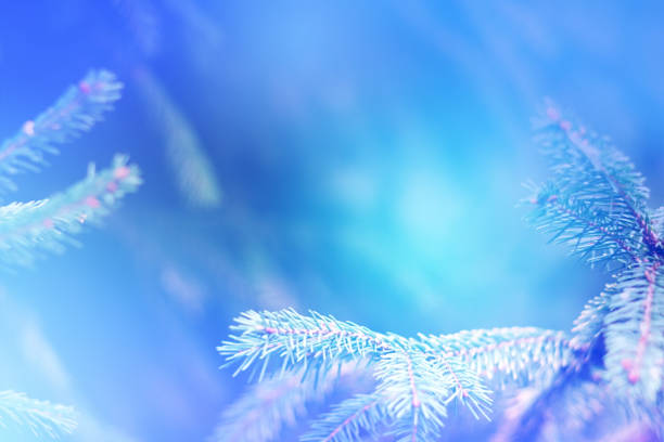 pine branch on a blurred blue background with shades close-up