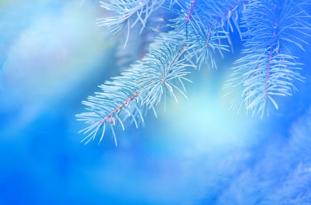 istock pine branch on a blurred blue background with shades close-up 1065778162