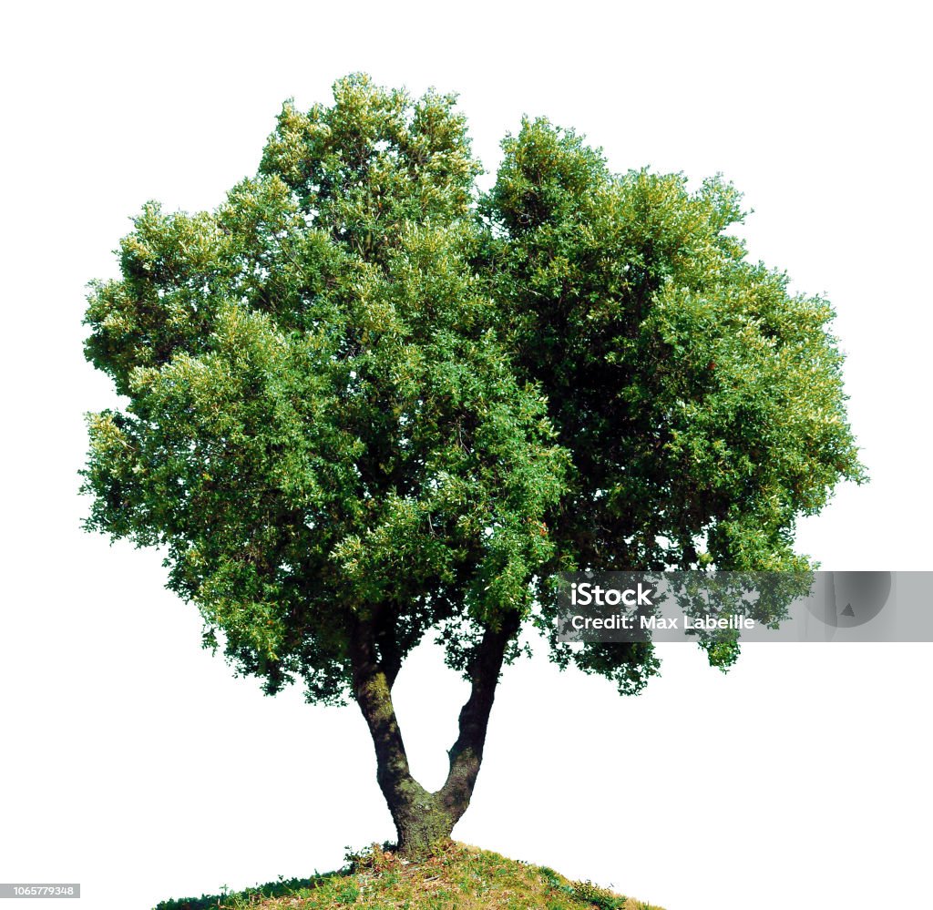 Green oak with two trunks. White background. Also called Yeuse. In the Mediterranean woods and garrigue. Evergreen. Holly Oak Stock Photo