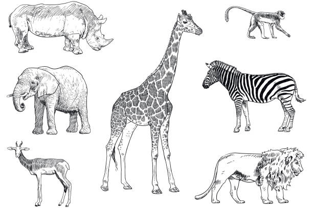 illustrazioni stock, clip art, cartoni animati e icone di tendenza di set di disegni vettoriali di animali safari. scimmia, rinoceronte, elefante, impala, giraffa, zebra e leone - impala