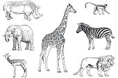 istock Set of safari animals vector drawings. Monkey, rhino, elephant, impala, giraffe, zebra and lion 1065779392