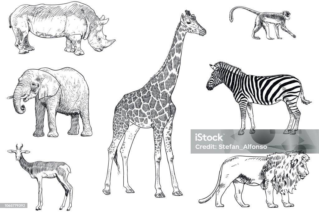 Set of safari animals vector drawings. Monkey, rhino, elephant, impala, giraffe, zebra and lion Black and white drawings of wild animals Giraffe stock vector