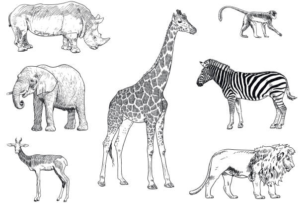 Set of safari animals vector drawings. Monkey, rhino, elephant, impala, giraffe, zebra and lion Black and white drawings of wild animals elephant drawings stock illustrations