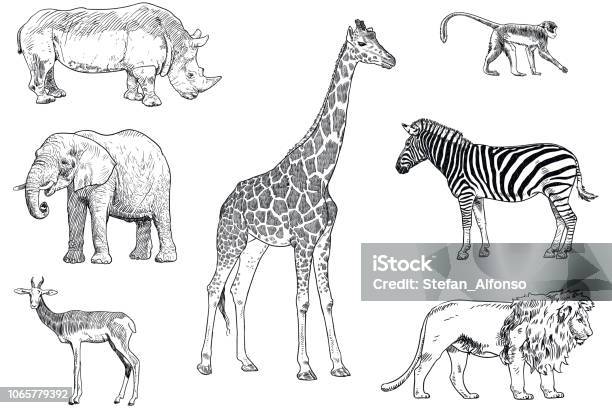 Set Of Safari Animals Vector Drawings Monkey Rhino Elephant Impala Giraffe Zebra And Lion Stock Illustration - Download Image Now