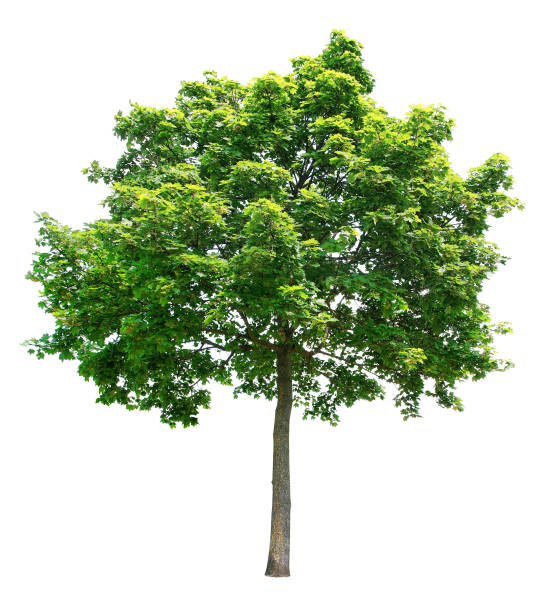 maple on a white background. - tree isolated maple tree green imagens e fotografias de stock
