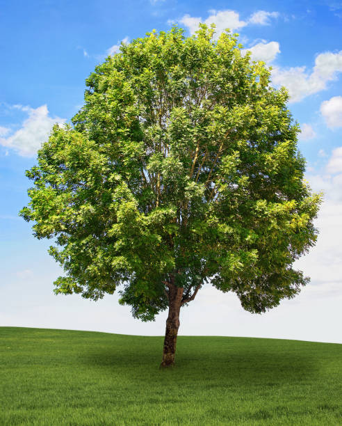 2,200+ Ash Tree Trunk Stock Photos, Pictures & Royalty-Free Images - iStock