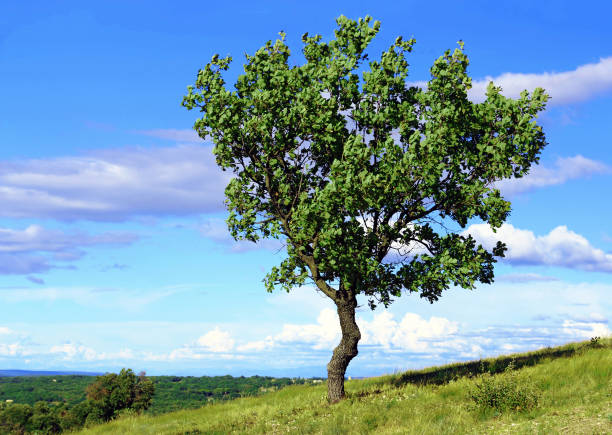 Can become very tall, in the forest or isolated. Deciduous leaves
