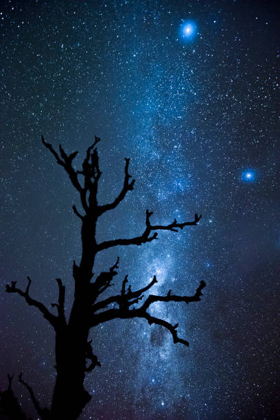 istock Lenga tree and the milky way in the background 1065781678