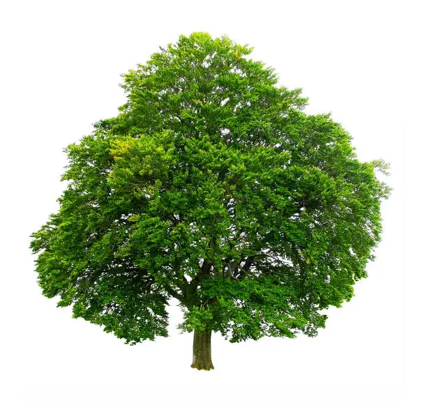 Photo of Large beech.White background