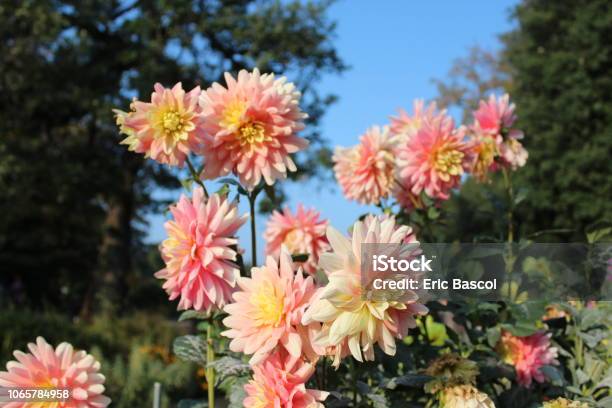 Botanical Garden Parc De La Tête Dor Lyon Stock Photo - Download Image Now - Botany, Flower, Flowerbed