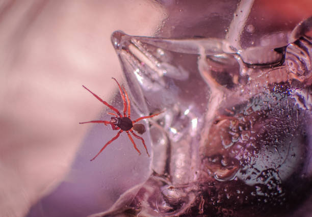Spider in natural conditions