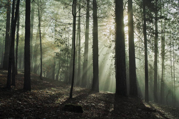istock sunbeams in the forest 1065787000