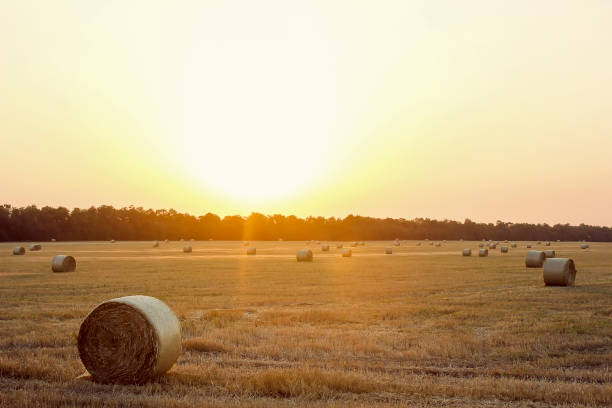 hay bale. agriculture field with sky. rural nature in the farm land. straw on the meadow. wheat yellow golden harvest in summer. countryside natural landscape. grain crop, harvesting. - wheat sunset bale autumn imagens e fotografias de stock