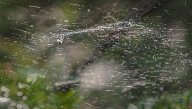 istock Spider in natural conditions 1065789798